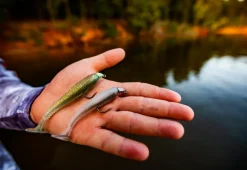 Strike King Baby Squadron Swimbait Head| Terminal Tackle