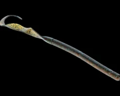 Strike King KVD Zeus Worm| Soft Baits