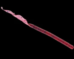 Strike King KVD Zeus Worm| Soft Baits